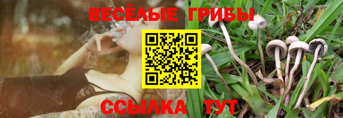 Галлюциногенные грибы Magic Shrooms  Вход с VPN  Камышин  Псилоцибиновые грибы GOLDEN TEACHER 